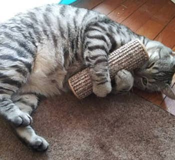 Cat holding cat kicker toy