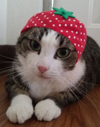 cat wearing a strawberry hat