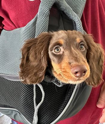 close up of another reviewer's dog in a front-facing pet carrier sling