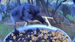 a blue jay eating from a feeder filled with seeds and corn