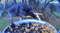 a blue jay eating from a feeder filled with seeds and corn
