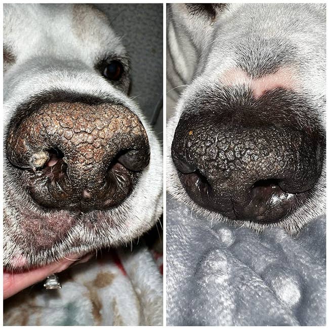 a dog's nose before and after being treated with the balm