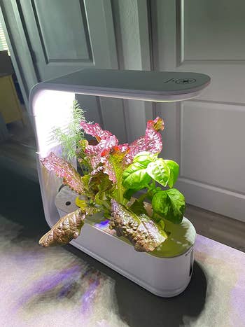 reviewer's herbs increasing  successful  the aerogarden