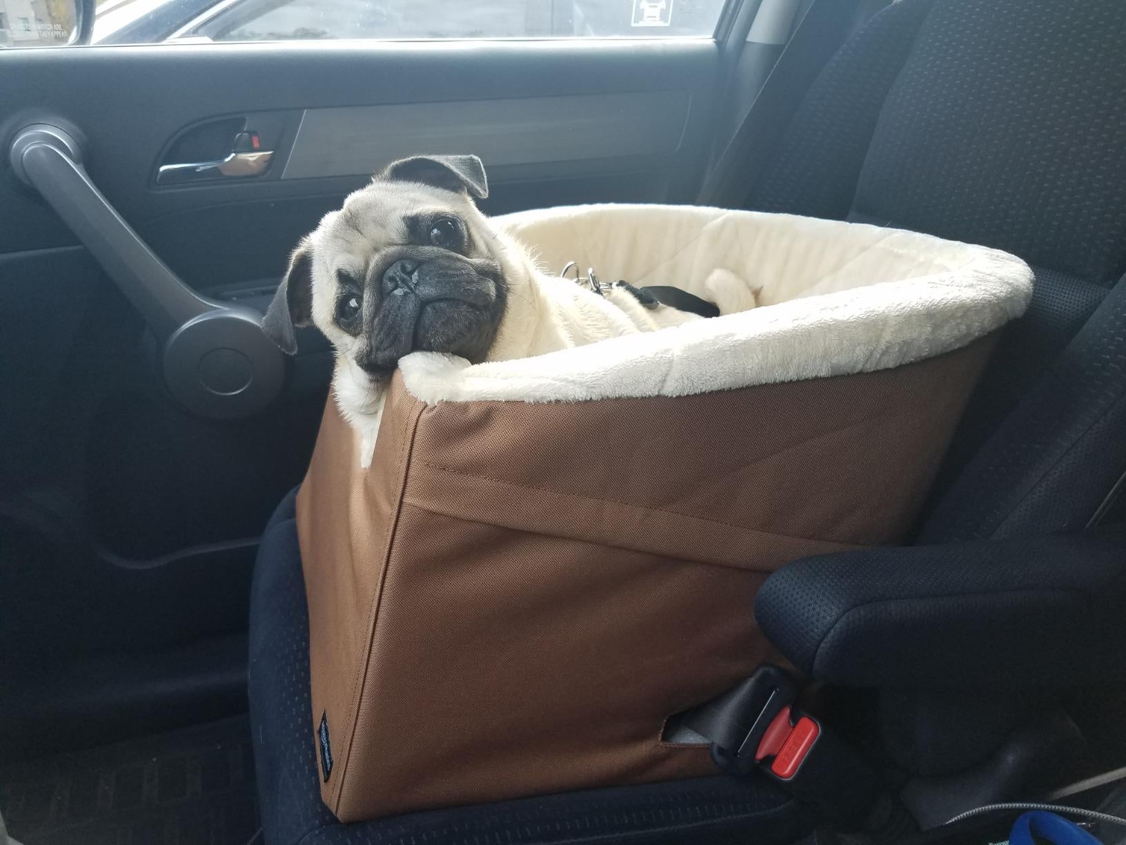 reviewer pic of a pug in a brown booster seat in a car