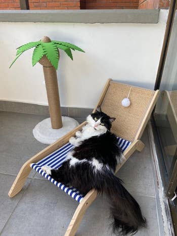 reviewer's achromatic  and achromatic  feline  connected  a striped lounge chair/scratcher