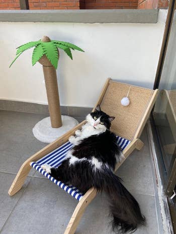 reviewer's black and white cat on a striped lounge chair/scratcher