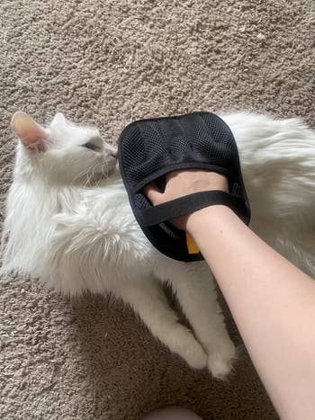 Person using a black grooming glove to brush a white cat on a carpeted floor