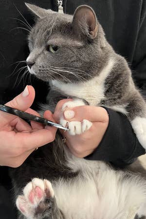 BuzzFeed writer's cat getting her nails clipped