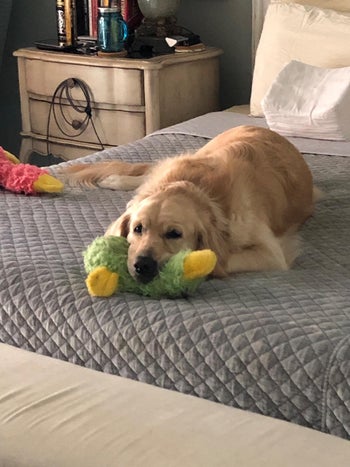 Reviewer pic of their dog laying with a green duck plush