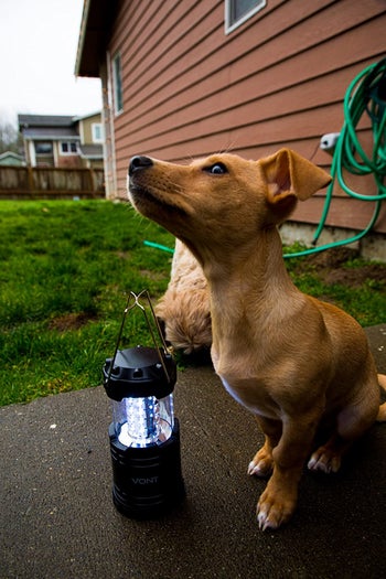 reviewer photo of camping lantern next to dog