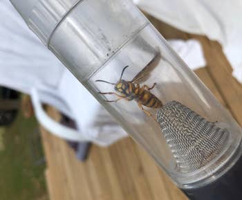 a bee inside of a reviewer's bug vacuum