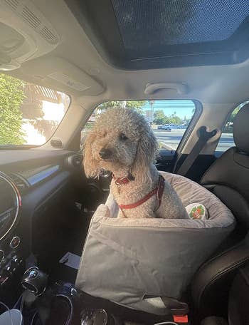 reviewer image of dog sitting in booster seat in passenger seat in car