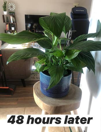 reviewer's after pic of their houseplant looking healthy and perky