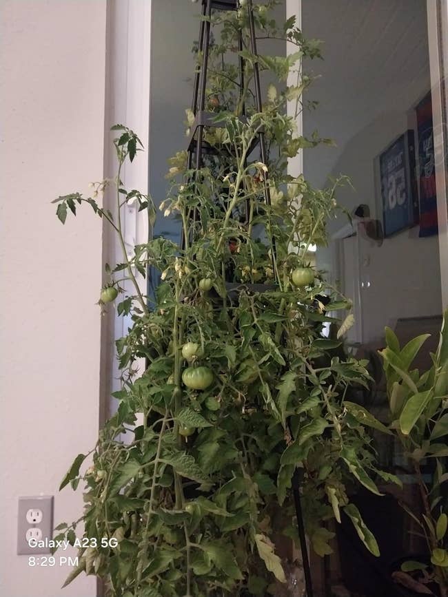 Indoor herb  works  with respective  unripe tomatoes hanging from vines connected  a trellis adjacent   a window