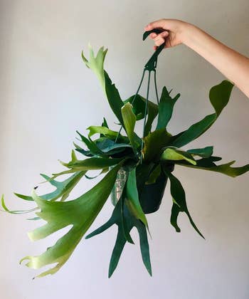 someone holding up a hanging staghorn fern in a basket