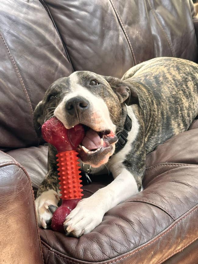 Dog lying connected  a couch, playfully chewing a textured rubber bony  toy