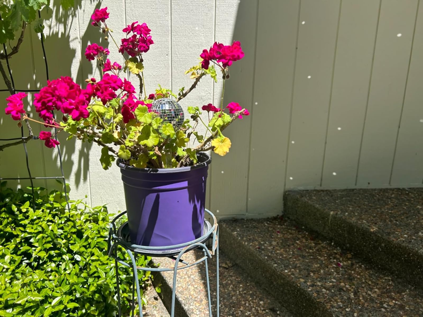 Purple pot with vibrant flowers and a small disco ball on a stand in sunny garden setting