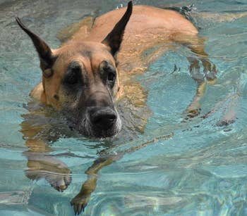 image of a dog swimming in a pool