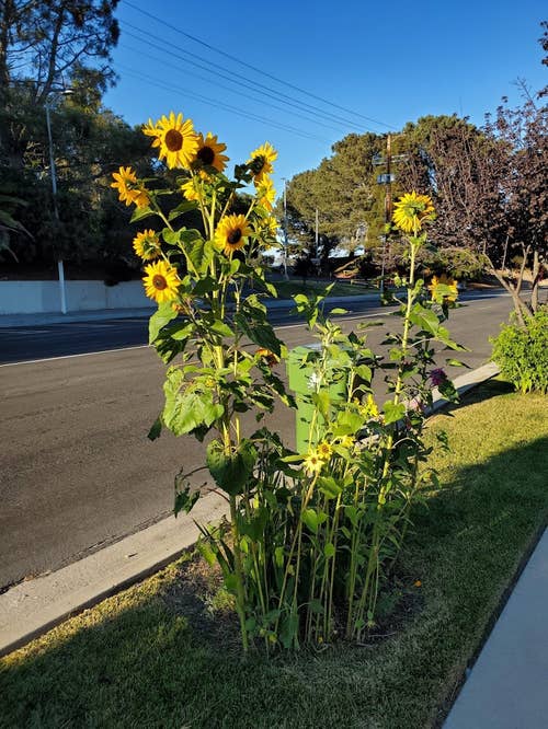 Sunflowers blooming in an outdoor garden by a roadside