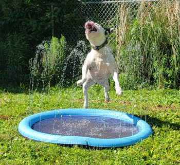 A white dog with its mouth open jumping into the blue splash pad and catching water in its mouth