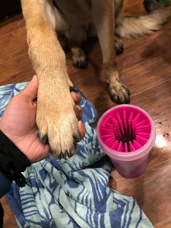 reviewer holding dog's clean paw after using the pink cleaning device  with one dirty paw in the background
