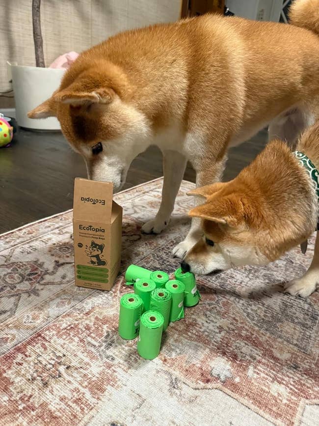 Two dogs sniff astir a stack of greenish poop bags labeled