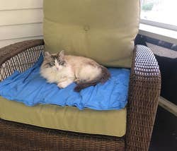 Reviewer's cat on the pad on a patio chair