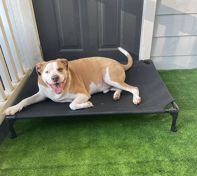 dog laying on the dog bed on a porch