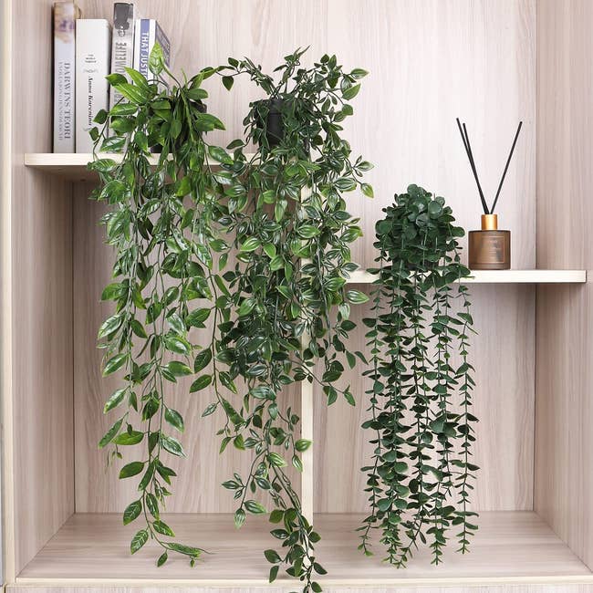 Three long green vine plants in black pots on top of light wooden shelves with books and incense