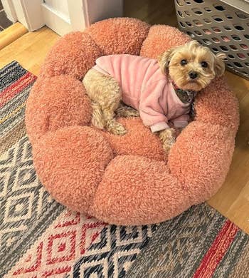 Small dog in a pink sweater resting in a plush dog bed