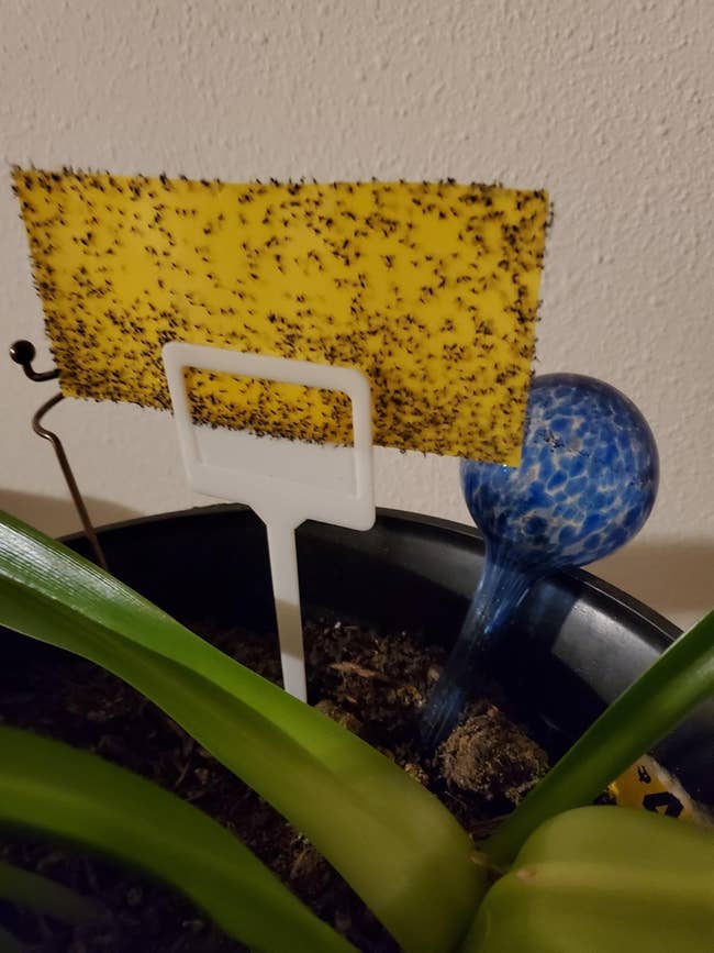 Yellow sponge on a stick placed in a potted plant next to a blue watering globe