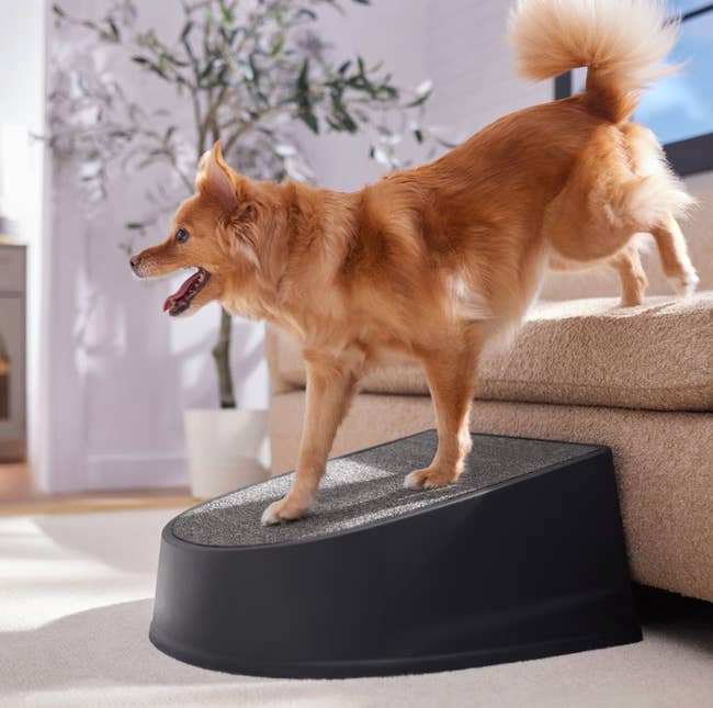 Small dog using a sturdy pet ramp to climb onto a sofa in a modern living room setting
