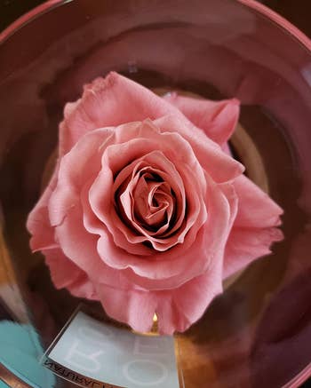 reviewer overhead shot of a pink rose
