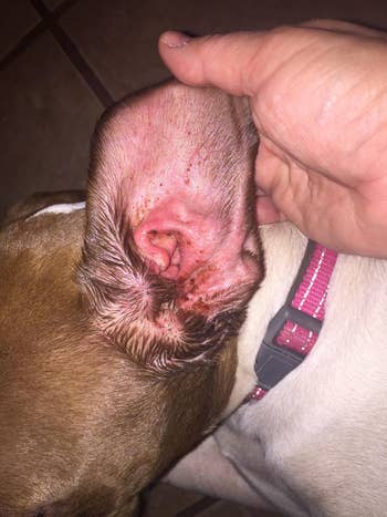 Reviewer's before photo of dog's red, inflamed ear