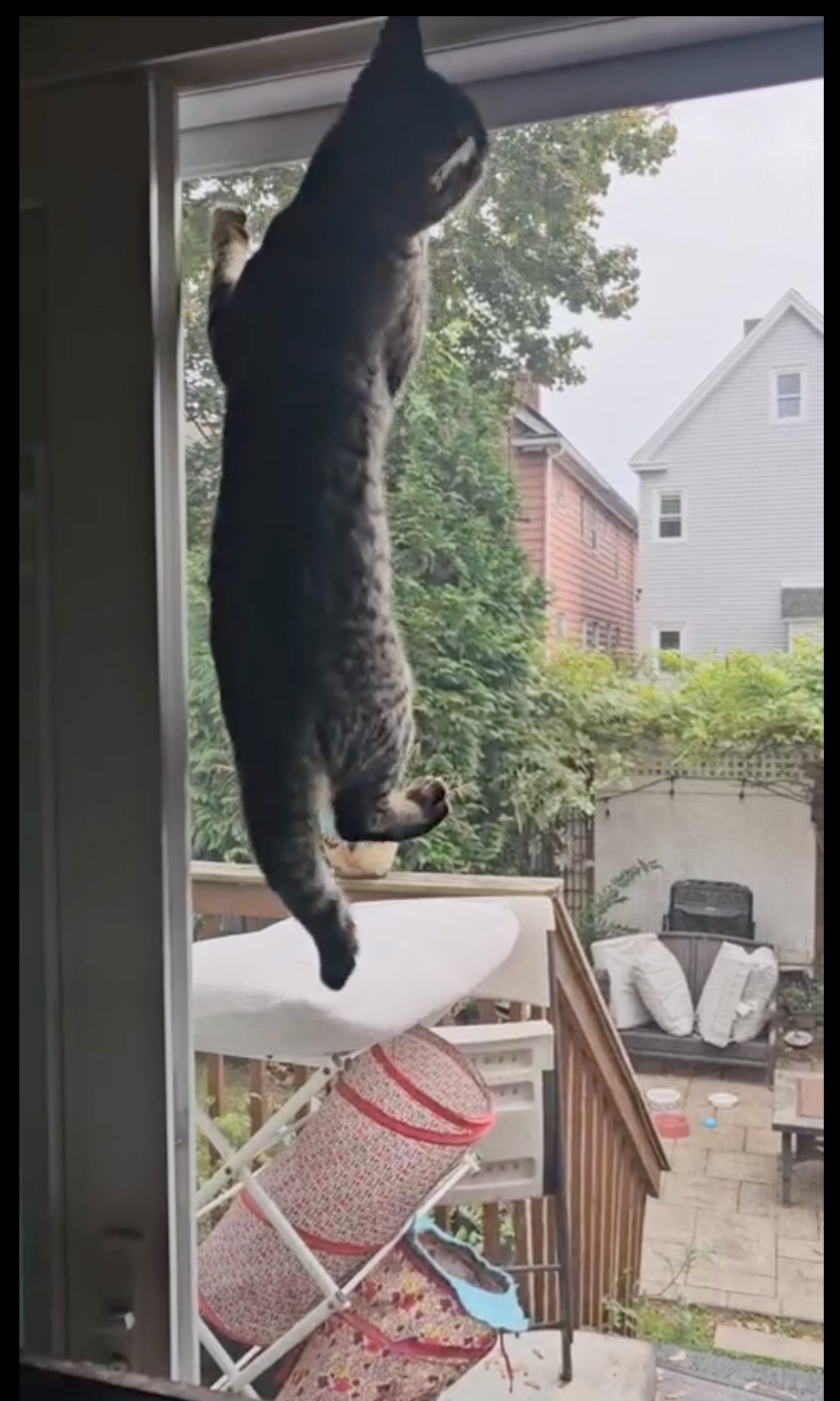 Cat hanging by its beforehand   paws from an unfastened  window, overlooking a backyard with a patio and outdoor furniture