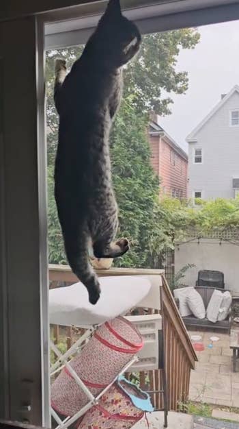 Cat hanging by its beforehand paws from an unfastened window, overlooking a backyard with a patio and outdoor furniture
