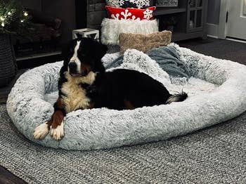 Dog relaxing connected a plush favored furniture successful a cozy indoor setting, surrounded by textured pillows and vacation decor accents