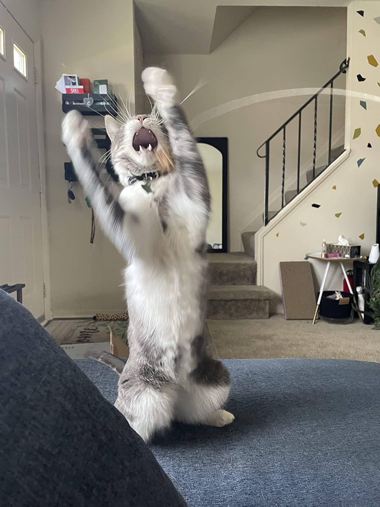 A cat standing on its hind legs with front paws raised, mouth open, appearing to be yawning or meowing in a living room setting