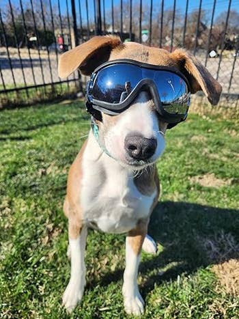 Dog outside wearing reflective goggles