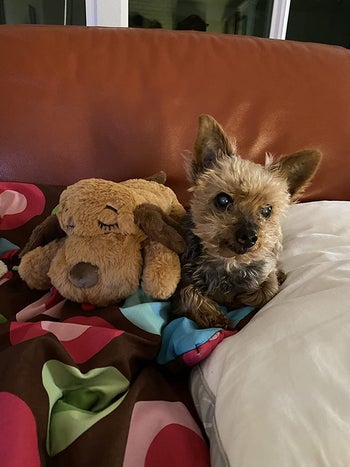 Reviewer photo of Yorkie dog next to snuggle puppy toy