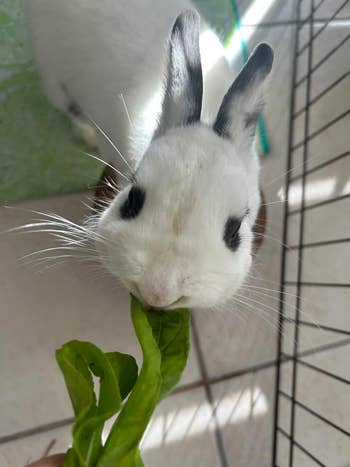 Rabbit eating greenish  leaf
