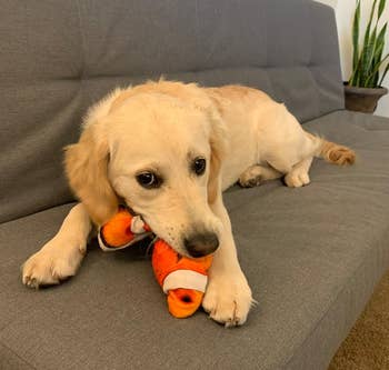 reviewer's golden retriever with robotic clownfish toy