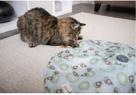 A cat with their paw on a printed circular sheet