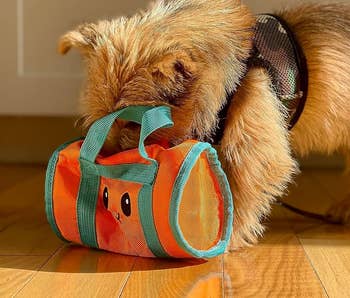 dog with its nose inside the orange gym bag toy
