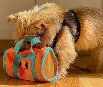 dog with its nose inside the orange gym bag toy