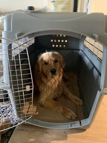 Dog sitting inside an open gray plastic crate suitable for pet travel 