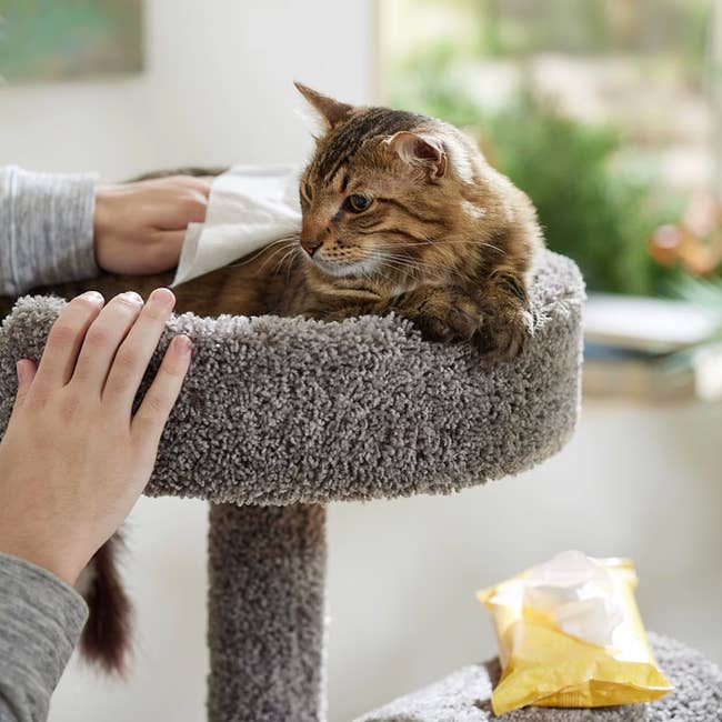 Person cleaning a relaxed cat on a cat tree with a pet wipe. Package of wipes nearby