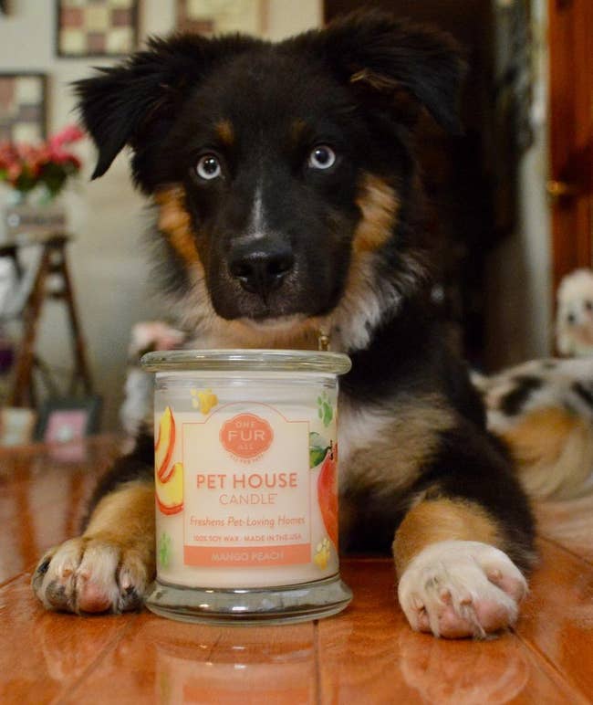 a reviewer's dog behind the candle