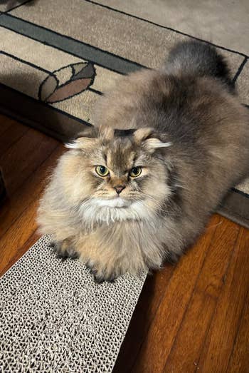 Fluffy cat lounging on a textured scratching board on a wooden floor