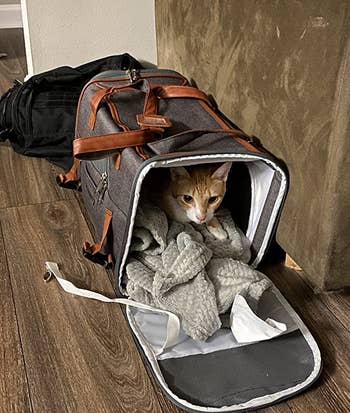 a reviewer photo of a cat in the open gray pet carrier 